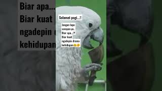 Download lagu Ucapan selamat pagi keren #story wa lucu mp3