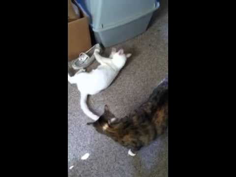 Mal vs Fern; Fern's Revenge