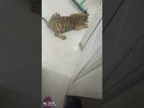 Soultan khana khata wakat padh gayea