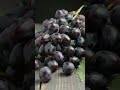 Deep Purple Delight Satisfying Black Grape Smoothie Shorts Delicious Drink Dessert Fruit