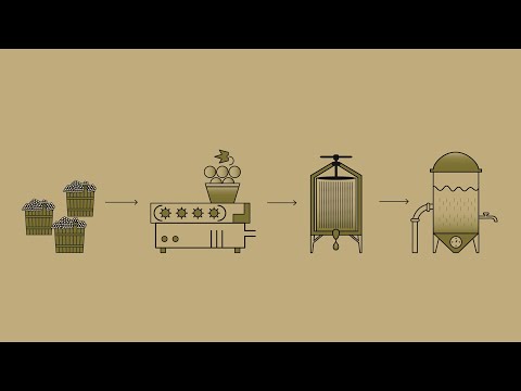 Kako nastane vino?  Trgatev! 9. del