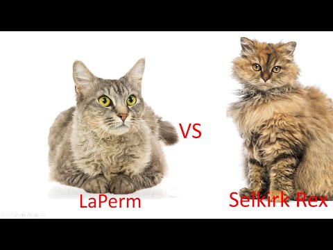 Do You Want A Curly Haired Cat? | Which Curly Haired Cat Breed Is BEST??|LaPerm Cat VS Selkirk Cat🐾