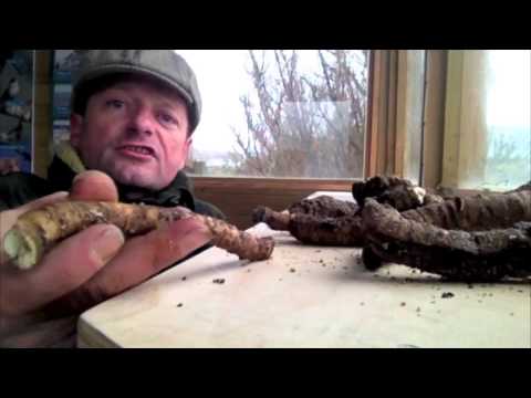 Robin Harford on Sea Kale