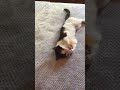 Elliott A Playful Young Tuxie Looking For Love