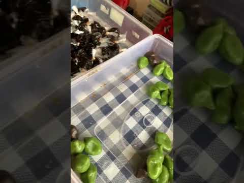 Jaja Klepon Tanah Lot di PKB Art Centre #shorts #bali #viral #pkb