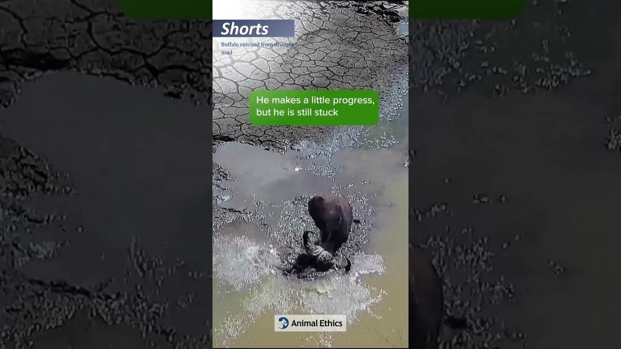 Buffalo rescued from drought mud