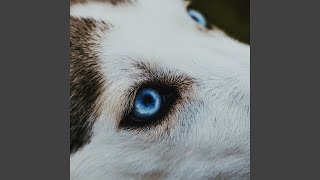 The Lone Wolf's Lost Angel Music Video