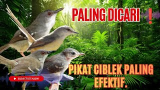 Download lagu Suara Pikat Burung Ciblek Paling Ampuh II Suara Pikat Ciblek Susah Turun. mp3 Download lagu Suara Pikat Burung Ciblek Paling Ampuh II Suara Pikat Ciblek Susah Turun. mp3