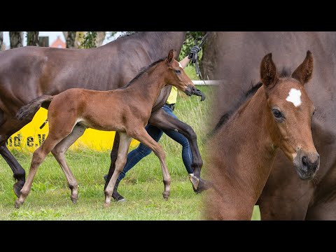 Hengstfohlen von Diamond First - Bernay - Weltgeist geb. 09.06.2020
