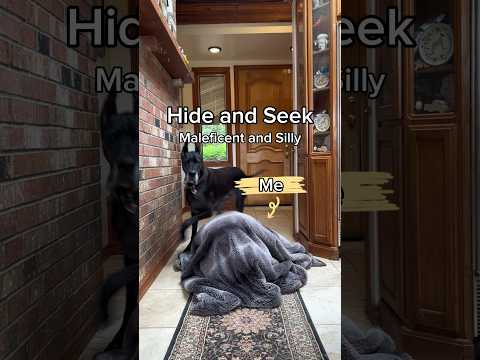 Who knew the Great Danes would find me so fast?! 😆 #dogs #greatdane