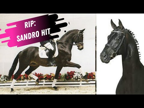 In Memory Of The Legendary Stallion Sandro Hit