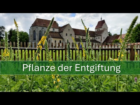 Odermennig - Die Pflanze der Entgiftung