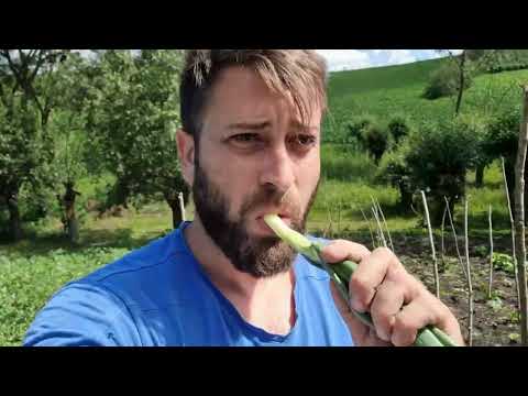 Peste în sos de bulion o delicatese la casuta din padure !