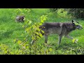 Wolves Attack Humans Myth Or Truth