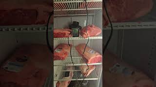 Day  zero in the dry ager. a leg of lamb for the first time. #lamb #dryaging #ribeye