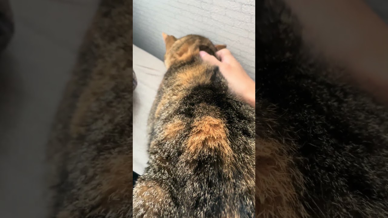 もみもみもみ#shorts