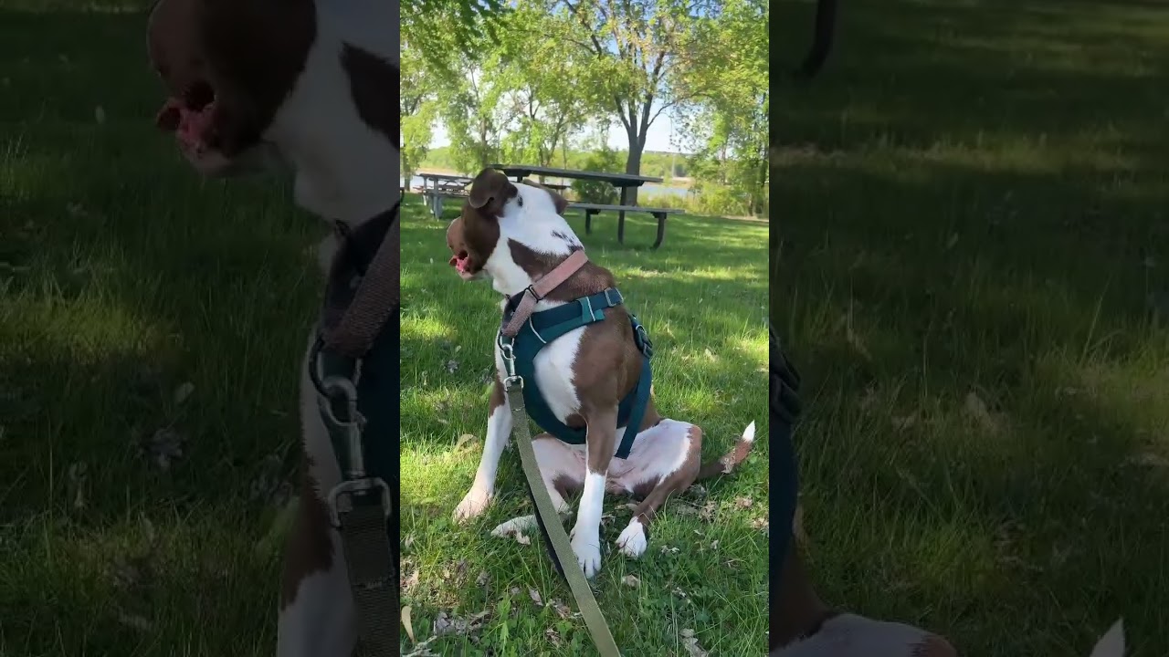 Enlarge Jillian, a Adoptable mixed breed in Buffalo, MN video 3/6