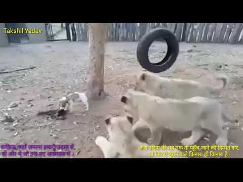 बहादुरी का कमाल देखकर आप भी हैरान हो जाएंगे।। तकशील यादव