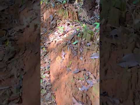 Reserva Forestal El Montuoso, Chepo, Provincia de Herrera, Las Minas, Panama