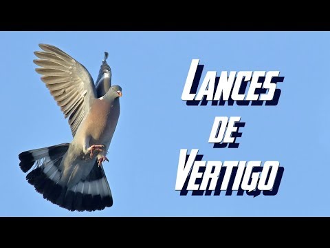 CAZA de PALOMAS TORCACES ¡Tiros de Pico! Media Veda 2023