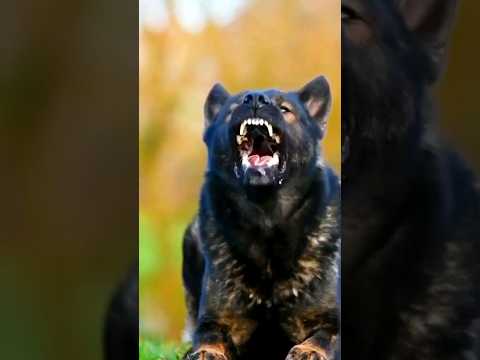 Hitler‼️- ooda pet dog ⭕GERMANSHEPARAD Facts| ⁉️. #shorts #youtube #shathanpriyan #trending