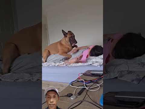 Ohh wow #germanshepherd #animals #goldenretreiver #iguana #dog #puppy #love