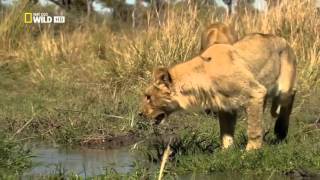Download lagu Nat Geo Wild HD Wild Botswana Lion Brotherhood HD Nature Documentary mp3 Download lagu Nat Geo Wild HD Wild Botswana Lion Brotherhood HD Nature Documentary mp3