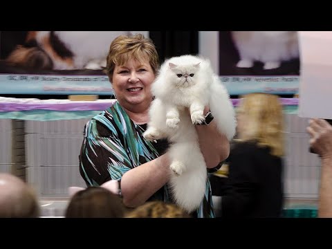 CFA International Cat Show 2019 - Best of the Best