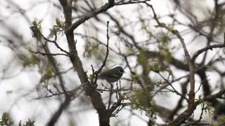 Golden-winged Warbler