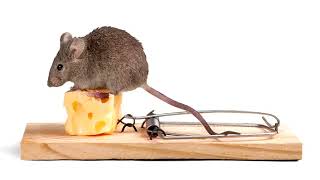 Gogol Bordello-Through The Roof &#39;n&#39; Underground