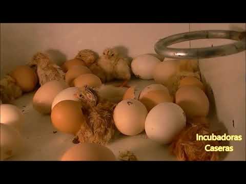 , title : 'Proceso de incubación de huevos de gallina en incubadora casera.'