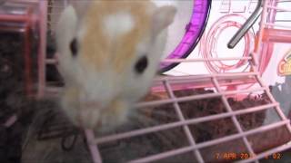 preview picture of video 'Gerbil & Robo Hamster'