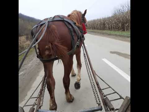 caii lui Darius 2020