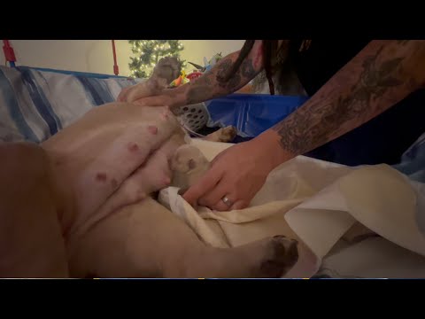 How to assist your Dog during Whelping  the delivery process