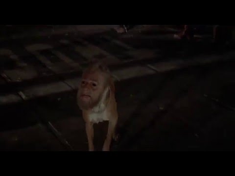 Invasion of the Body Snatchers (1978) - Man Dog