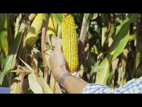 Saaten-Union: #mais KABANERO – Stabilität auch auf kritischen Böden