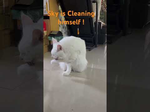 #amazinglybeautifulcatsky #shortsvideoviral