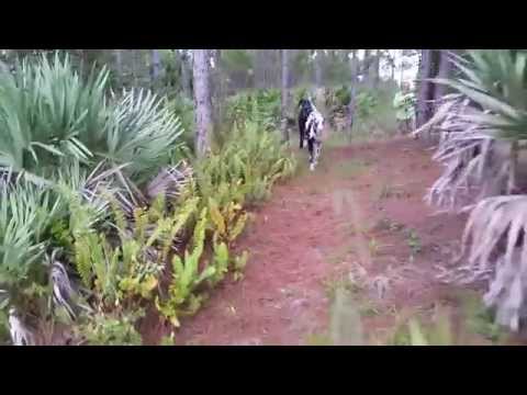 Kai and Layla: Halpatiokee, October 26, 2015