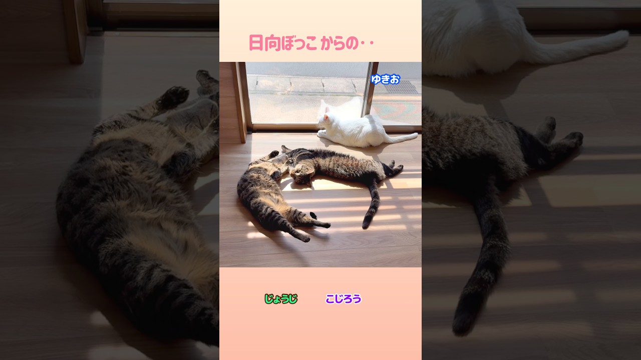 【猫あるある】日向ぼっこからの...　#保護猫 #猫のいる暮らし #