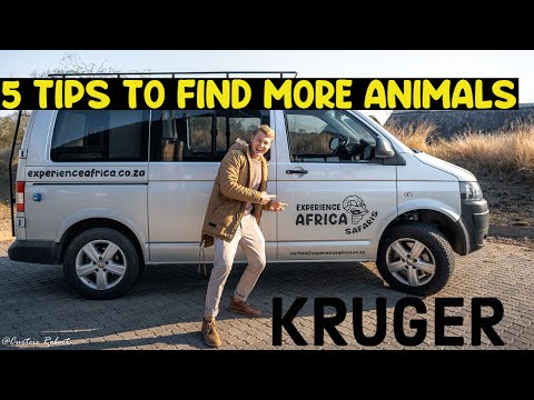 5 TIPS TO HELP YOU FIND MORE ANIMALS (KRUGER NATIONAL PARK)