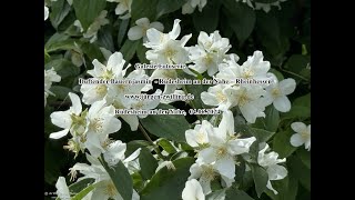 Galerie Fotoserie Duftender Bauernjasmin Philadelphus coronarius Rüdesheim an der Nahe