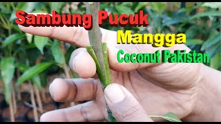 Download lagu Sambung Pucuk Bibit Mangga, Supaya Cepat Berbuah mp3 Download lagu Sambung Pucuk Bibit Mangga, Supaya Cepat Berbuah mp3