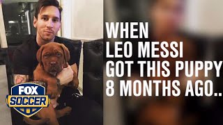 Messi's  mastiff is getting massive by FOX Soccer
