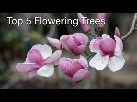 image-What is the tree called with pink flowers?