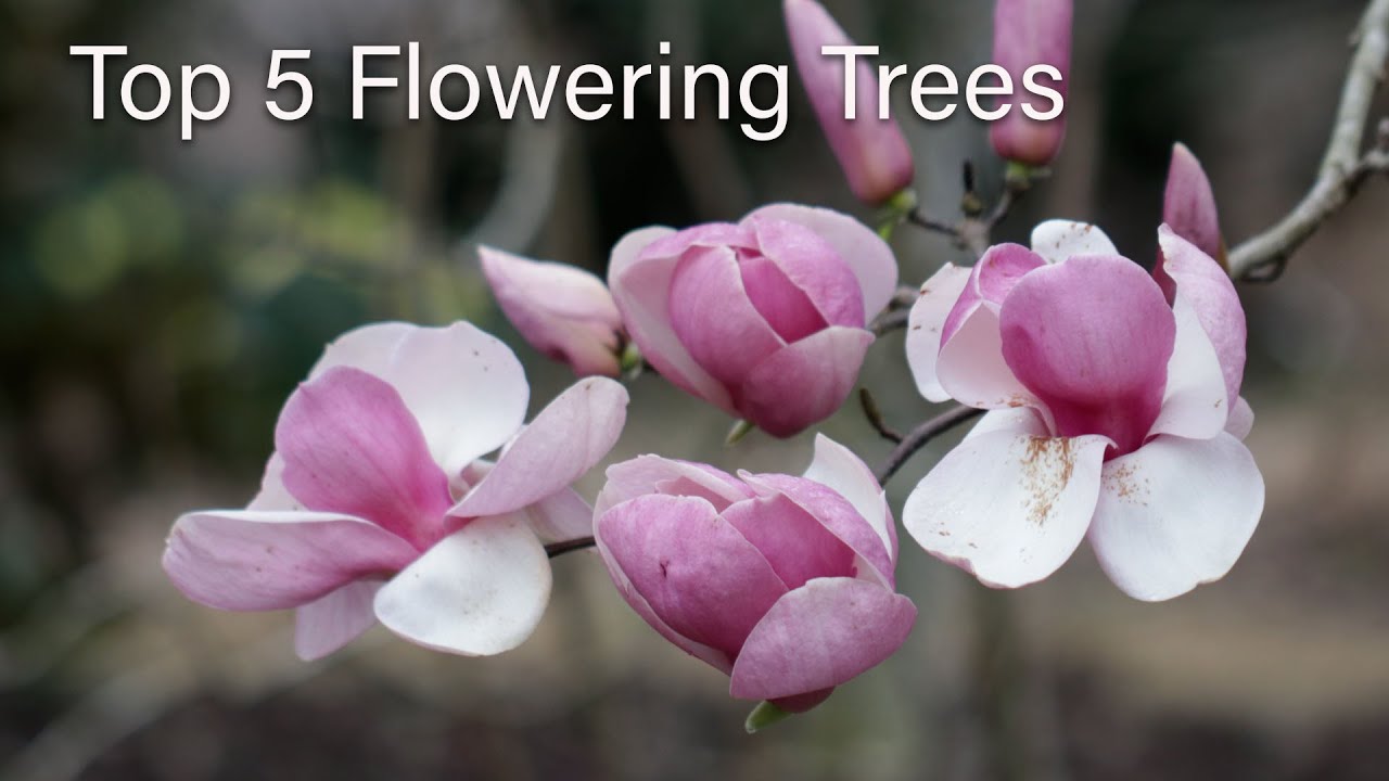 Top 5 Flowering Trees