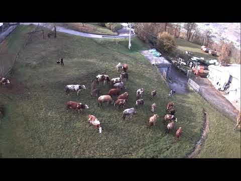 Societa' Agricola Gaggi - Ritorno dall'alpeggio.