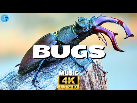 Bugs | The Fascinating World of Insects  & Relax Music | 4K UHD Video