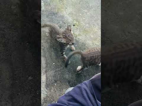 Cute cats fighting #youtubeshorts #cat