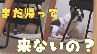 パパが帰省した次の日のフレブルの様子
