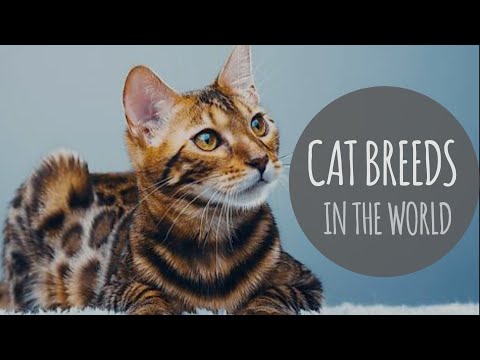 Most Common Cat Breeds In The World | Cat Breeds | All Cat Breeds Name | Cat types | Cats | Paws